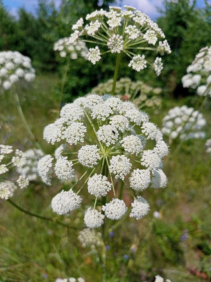 Pleurospermum