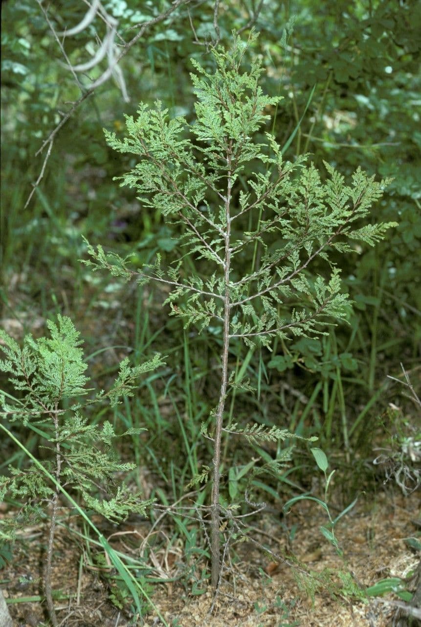 Cedro del Cile 6