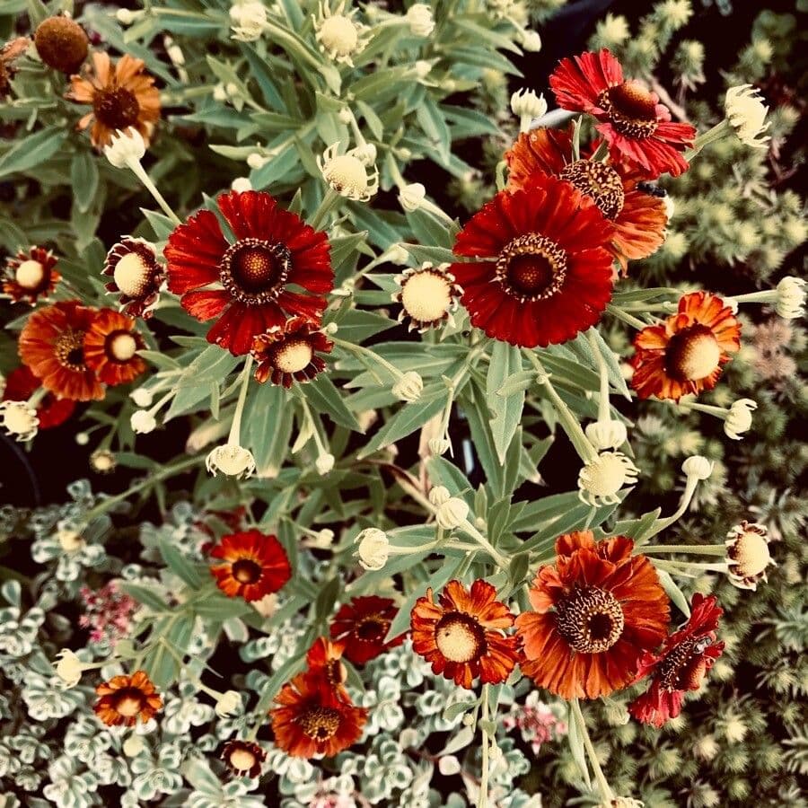 Helenium de otoño 6