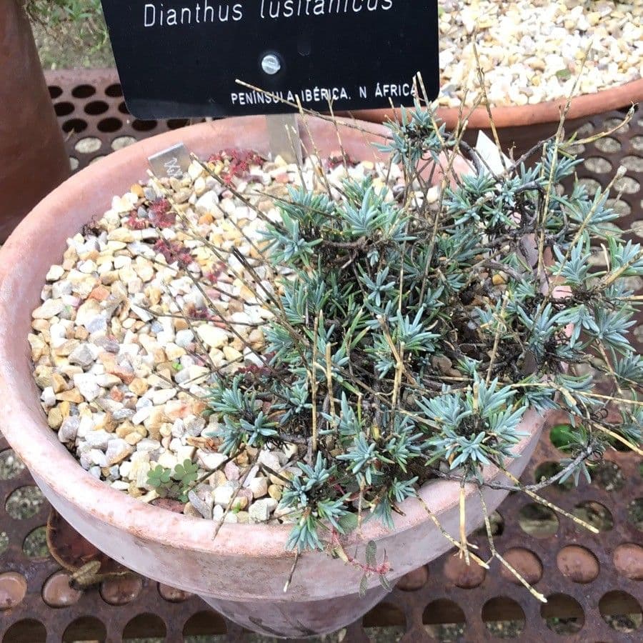 Dianthus 12