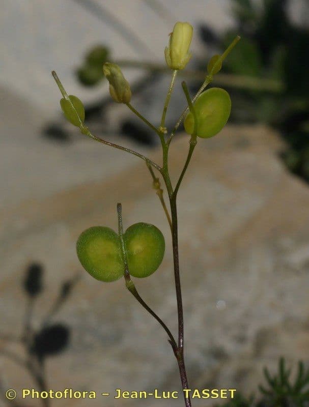 Biscutella