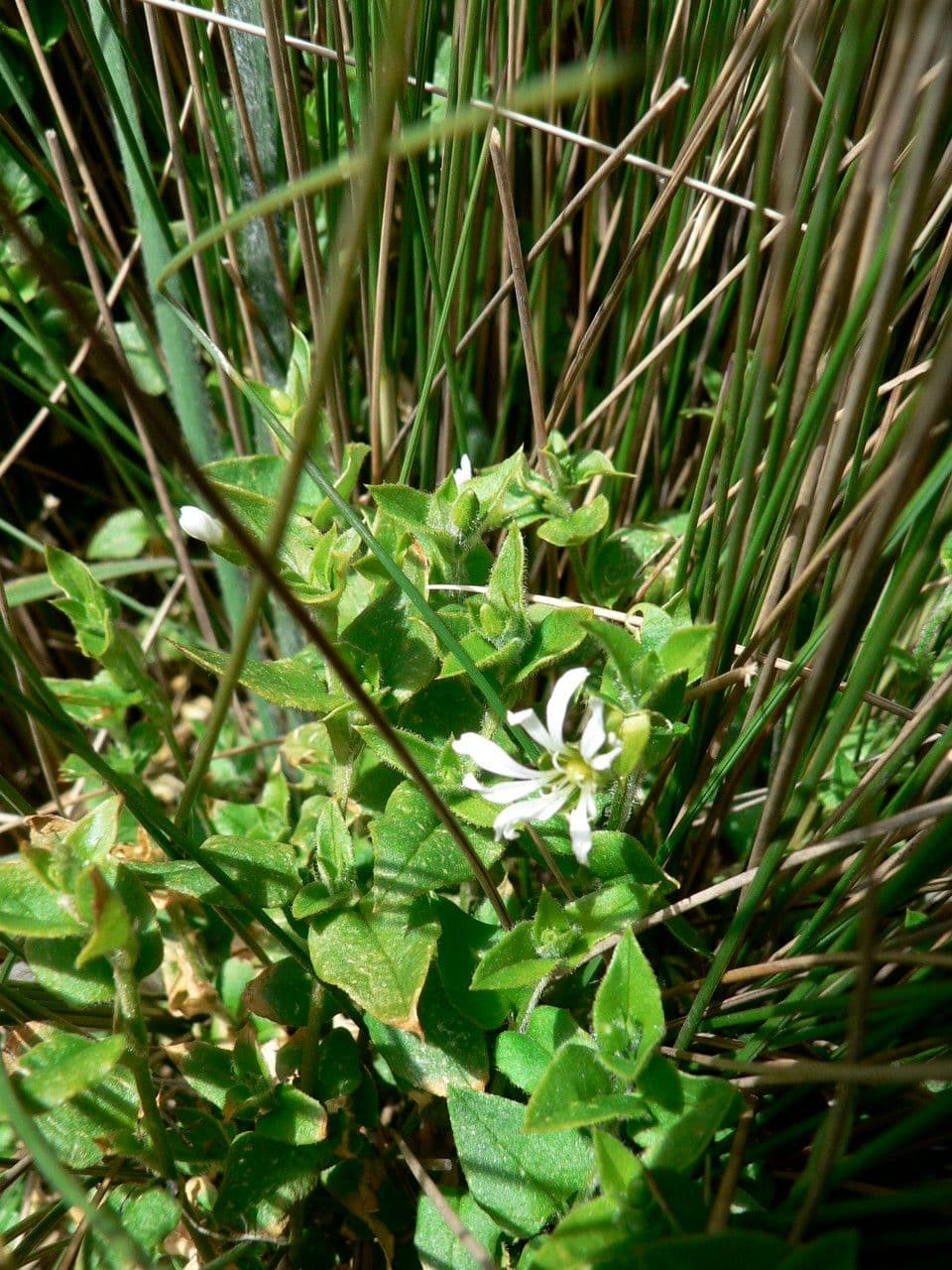 Stellaria ricurva
