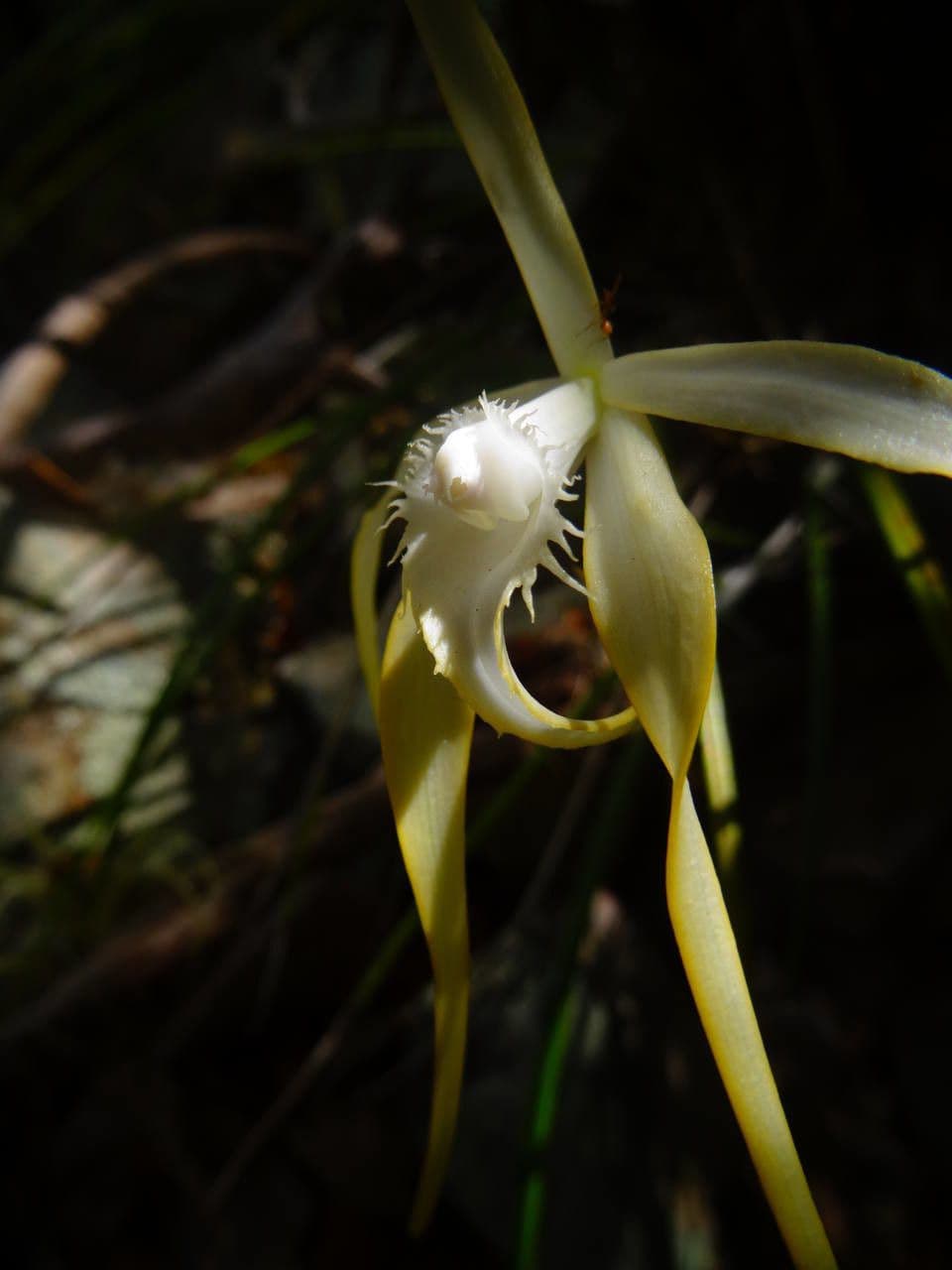 Brassavola 4