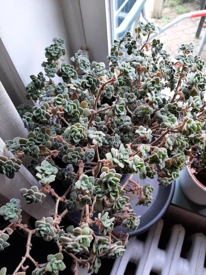 Aeonium lindleyi 4