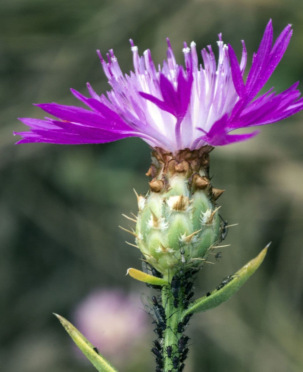 Centaurea diluta 2