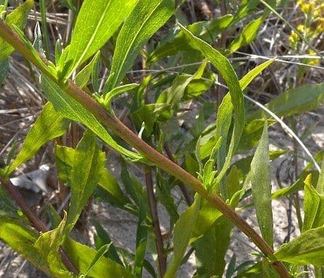 Solidago semplice 7