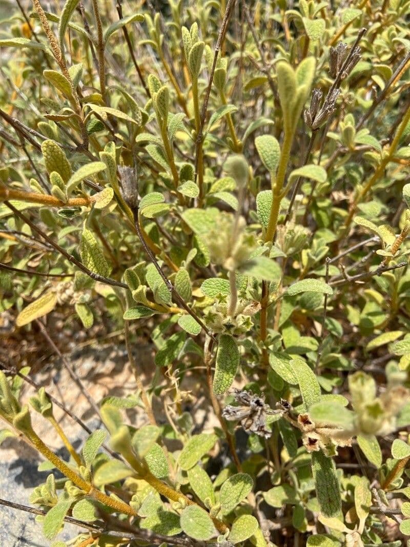 Phlomis lanata 12