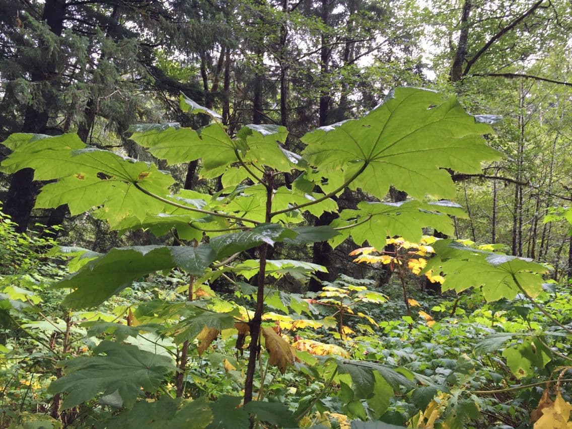 Oplopanax horridus 14