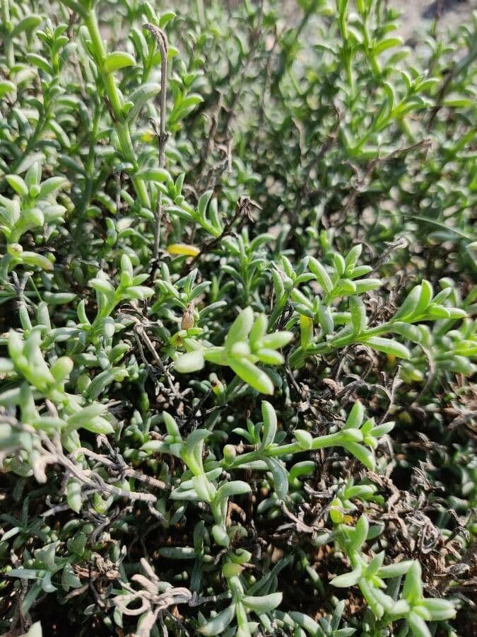 Salsola oppositifolia 19