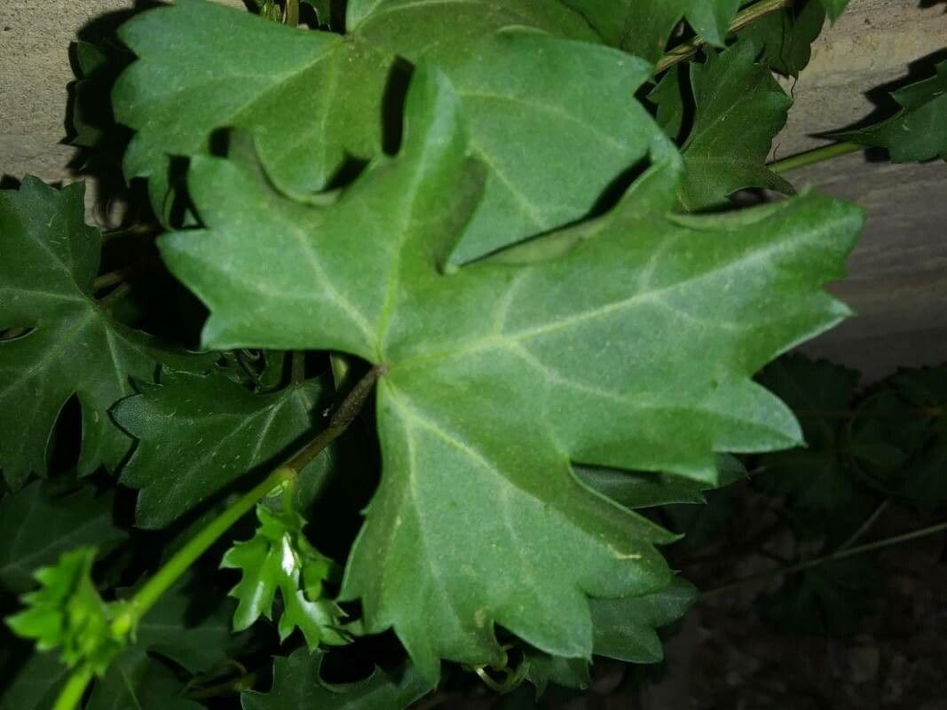 Cissus trifoliata