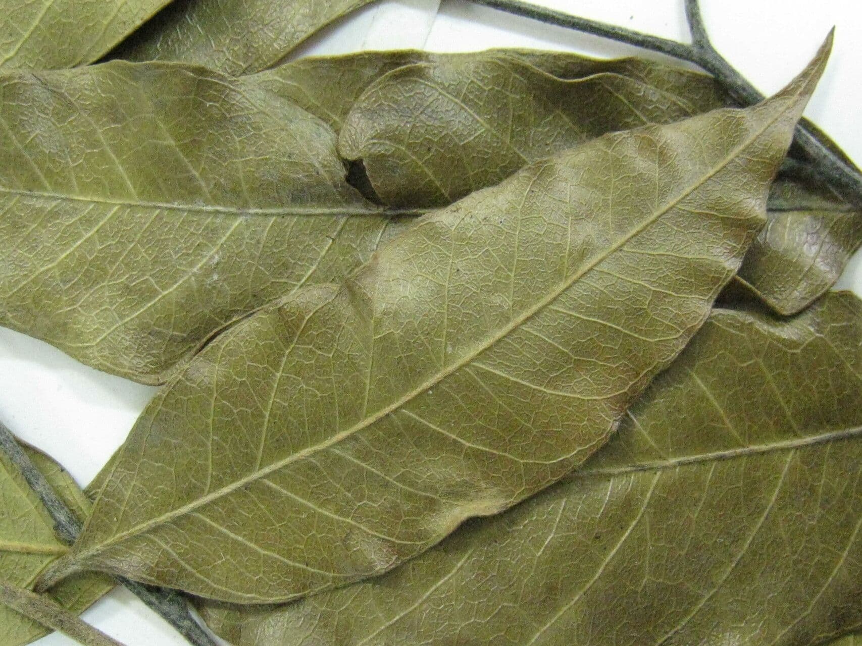 Geissospermum liscio 14
