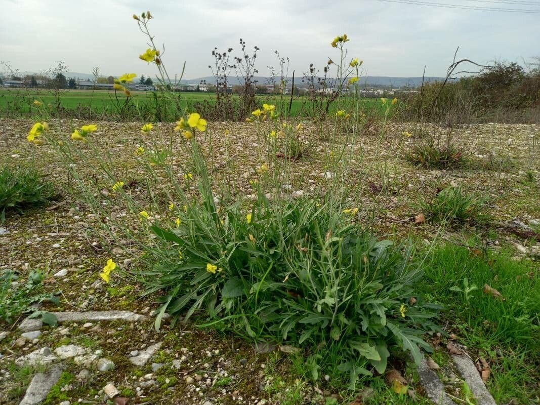 Diplotaxis à feuilles étroites 12