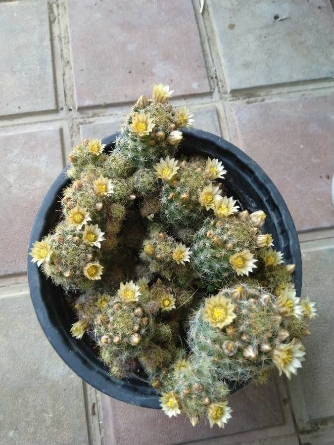 Cactus proliferante 10