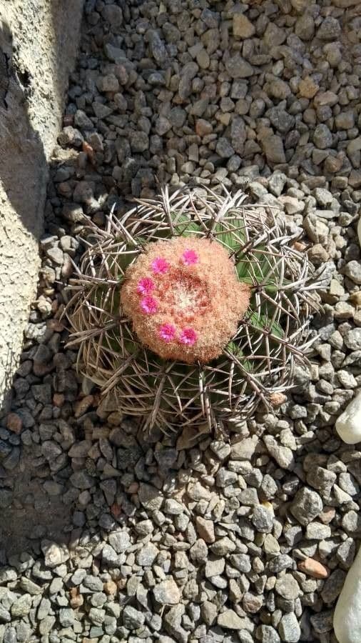 Melocactus 5