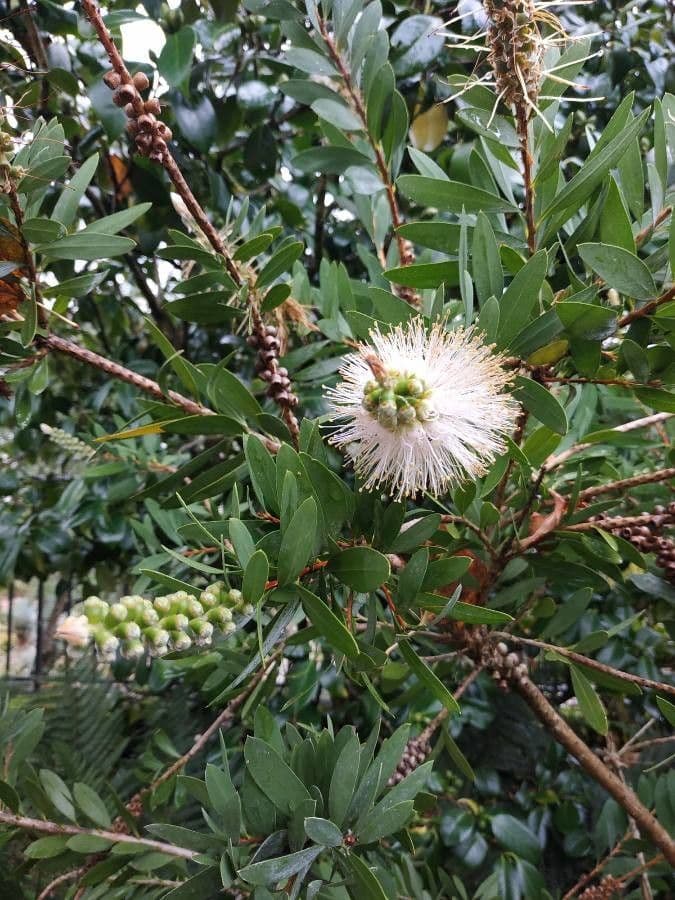 Fünfnerviger Teebaum 4