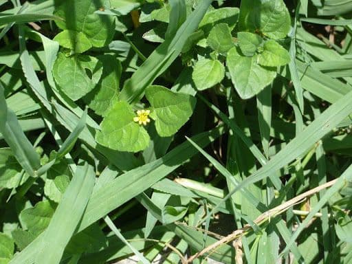 Calyptocarpus vialis 6