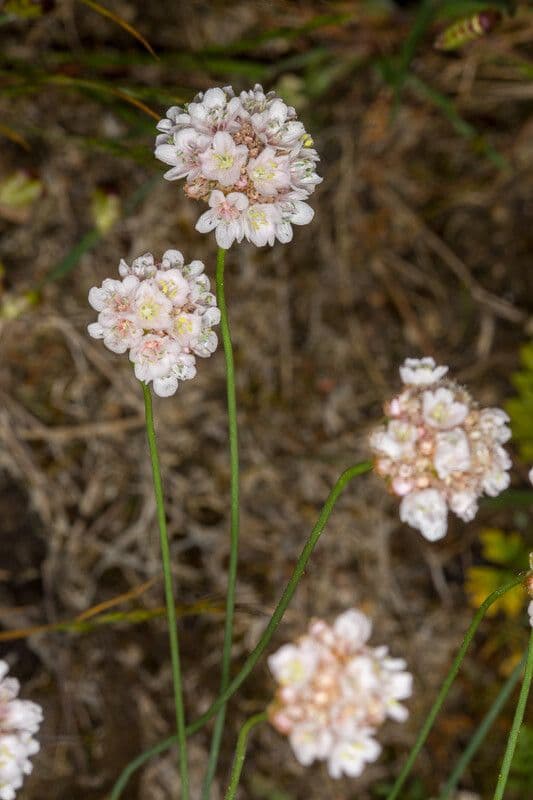 Armeria sarda