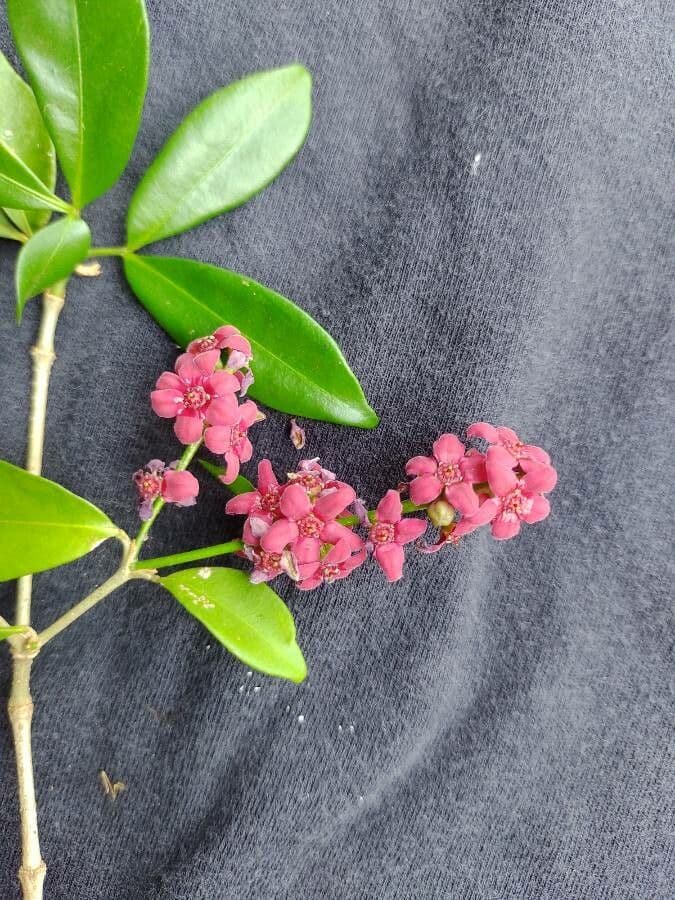 Metrodorea nigra