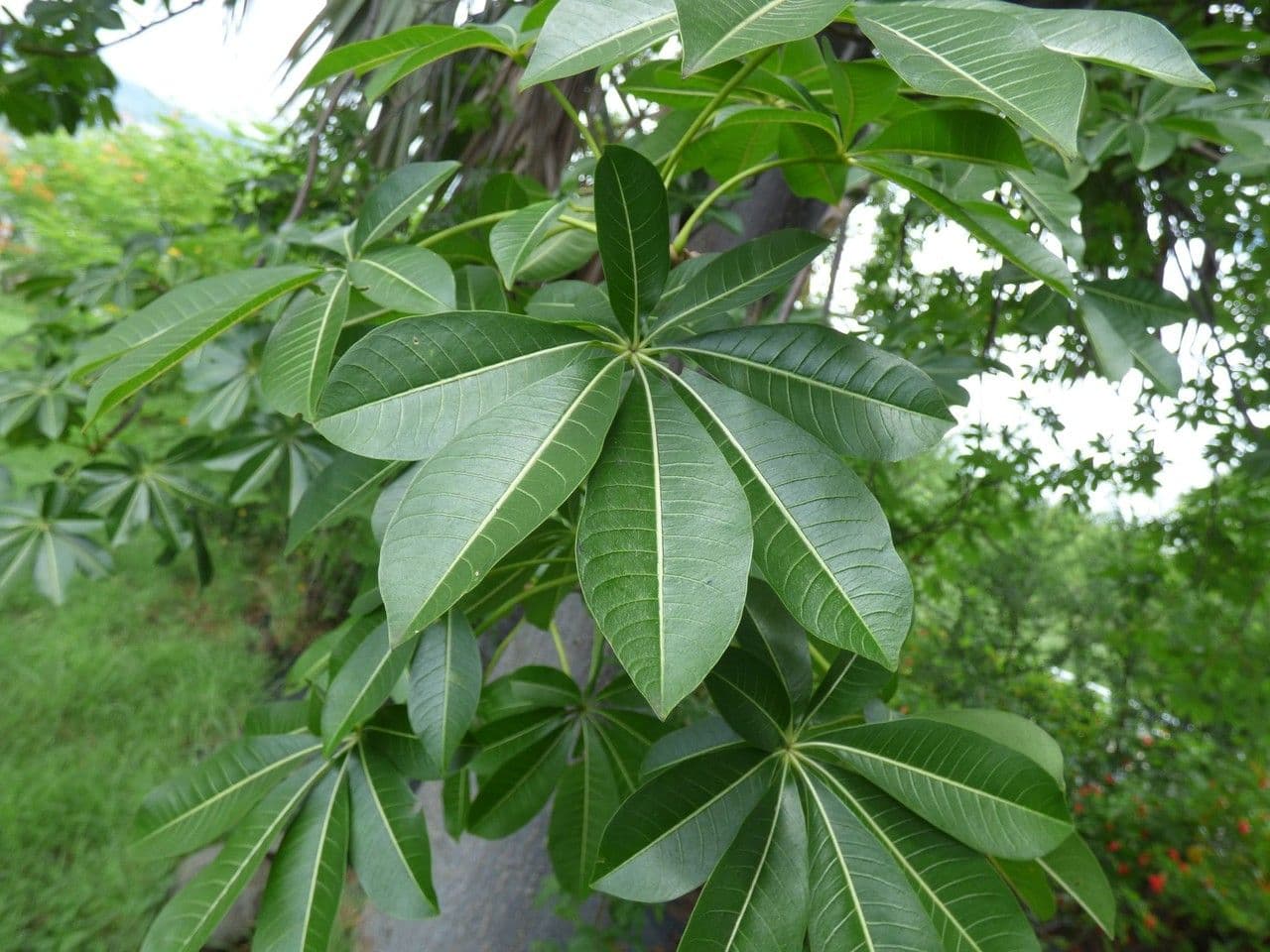 Baobab 9