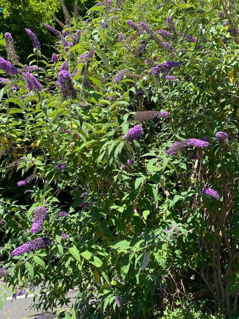 Buddleja 6