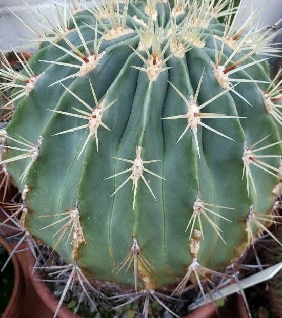 Ferocactus histrix 6