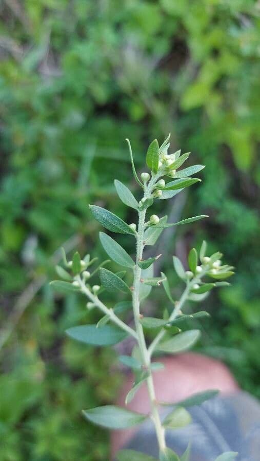 Baccharis dracunculifolia 2