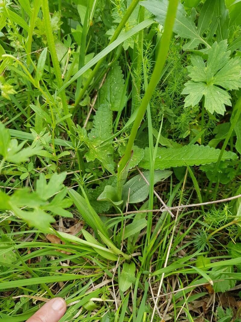 Orchide bruciacchiata 16