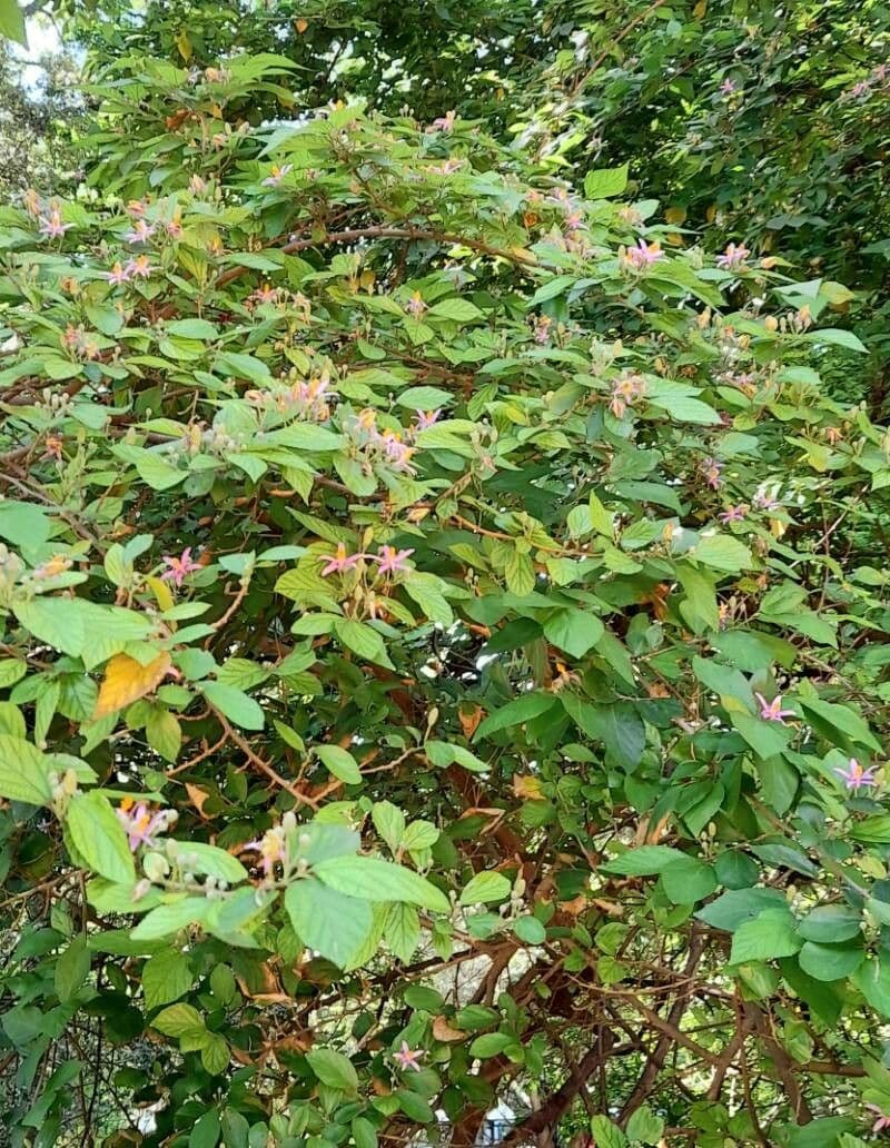 Grewia occidental 11
