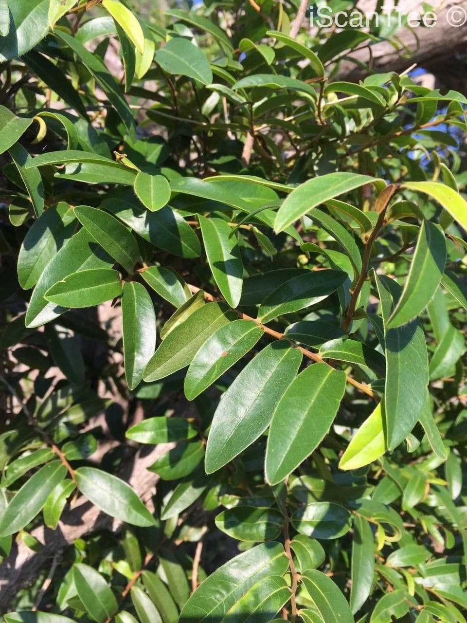 Hexalobus 8