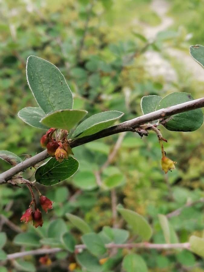 Cotonéaster commun 28