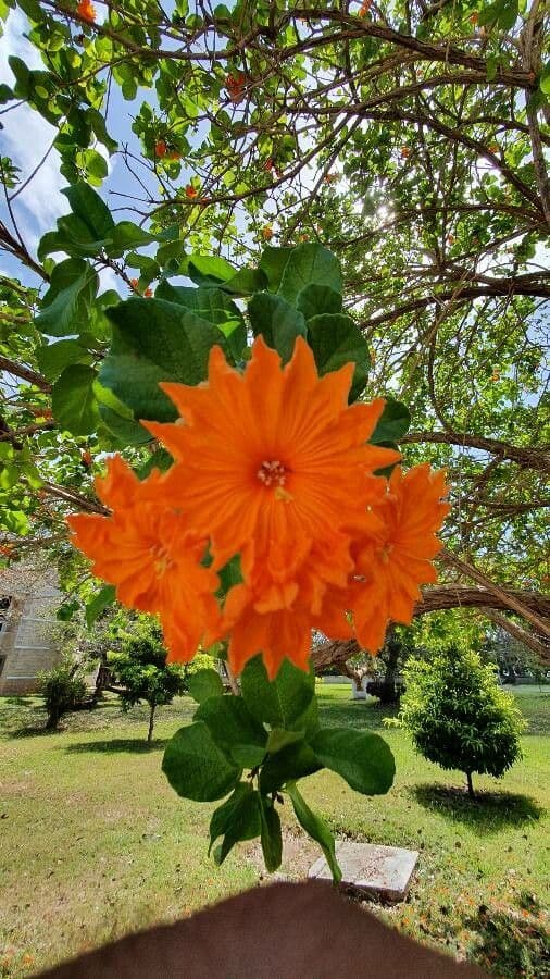 Cordia dodecandra