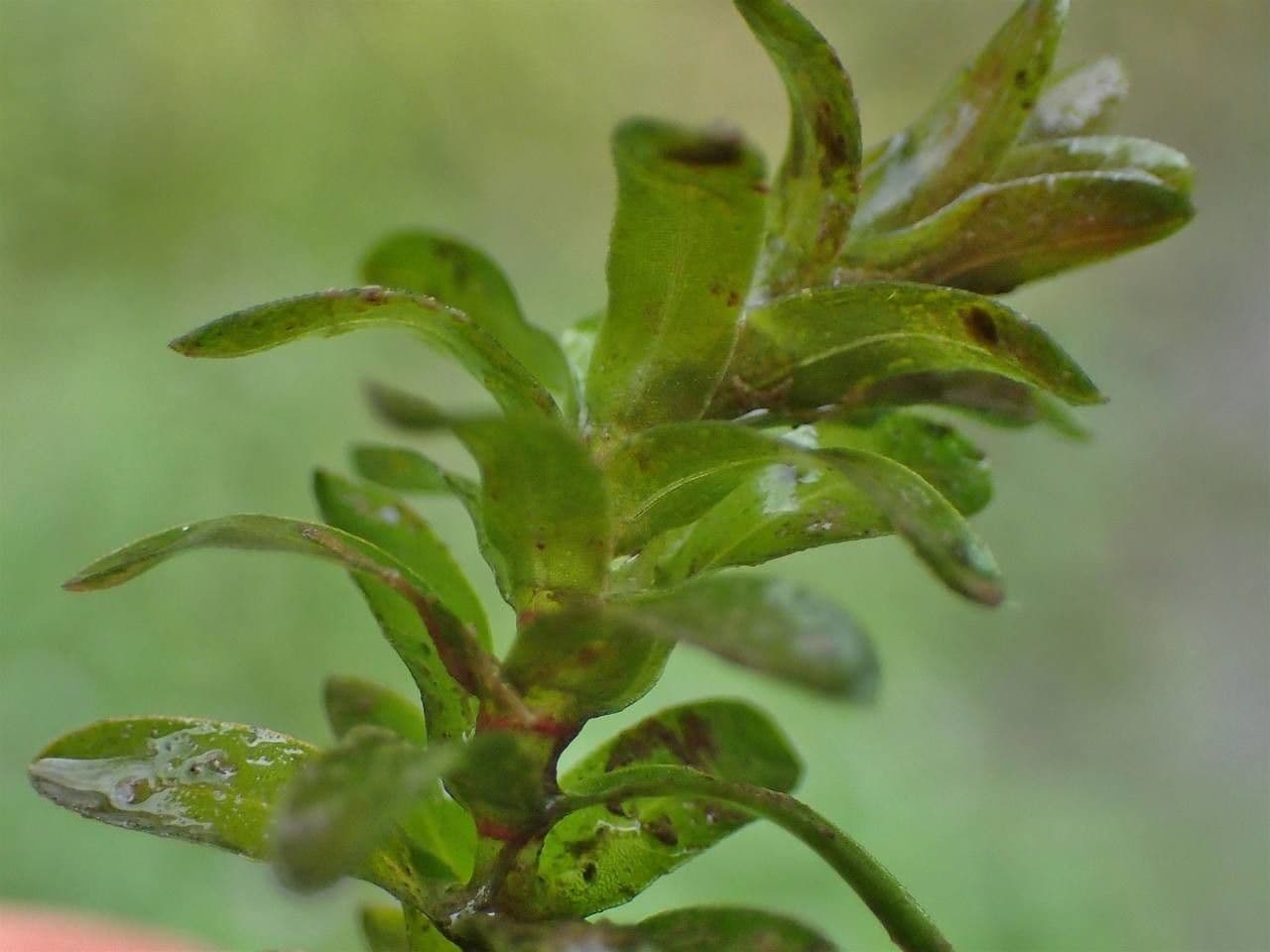 Elodea de Canadá 21
