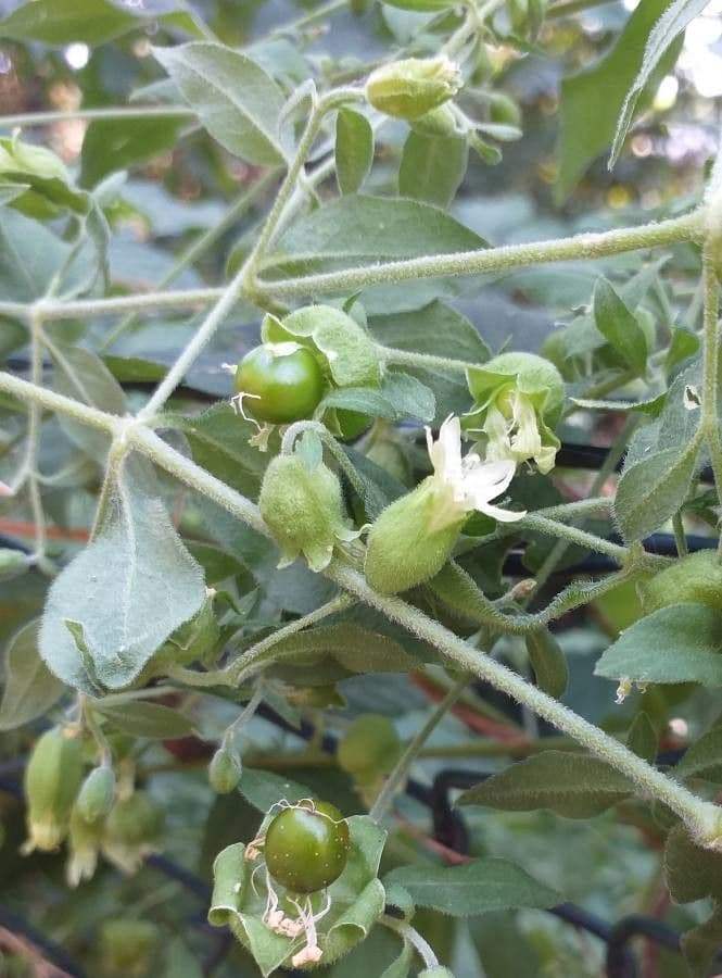 Hühnerbiss 9