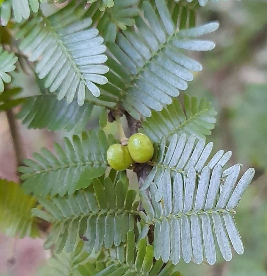 Porlieria