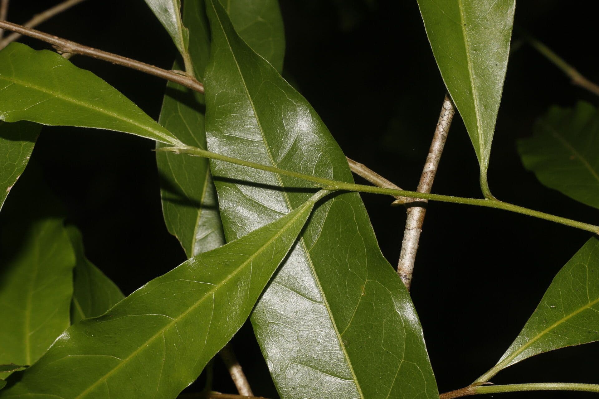 Dichapetalum 4