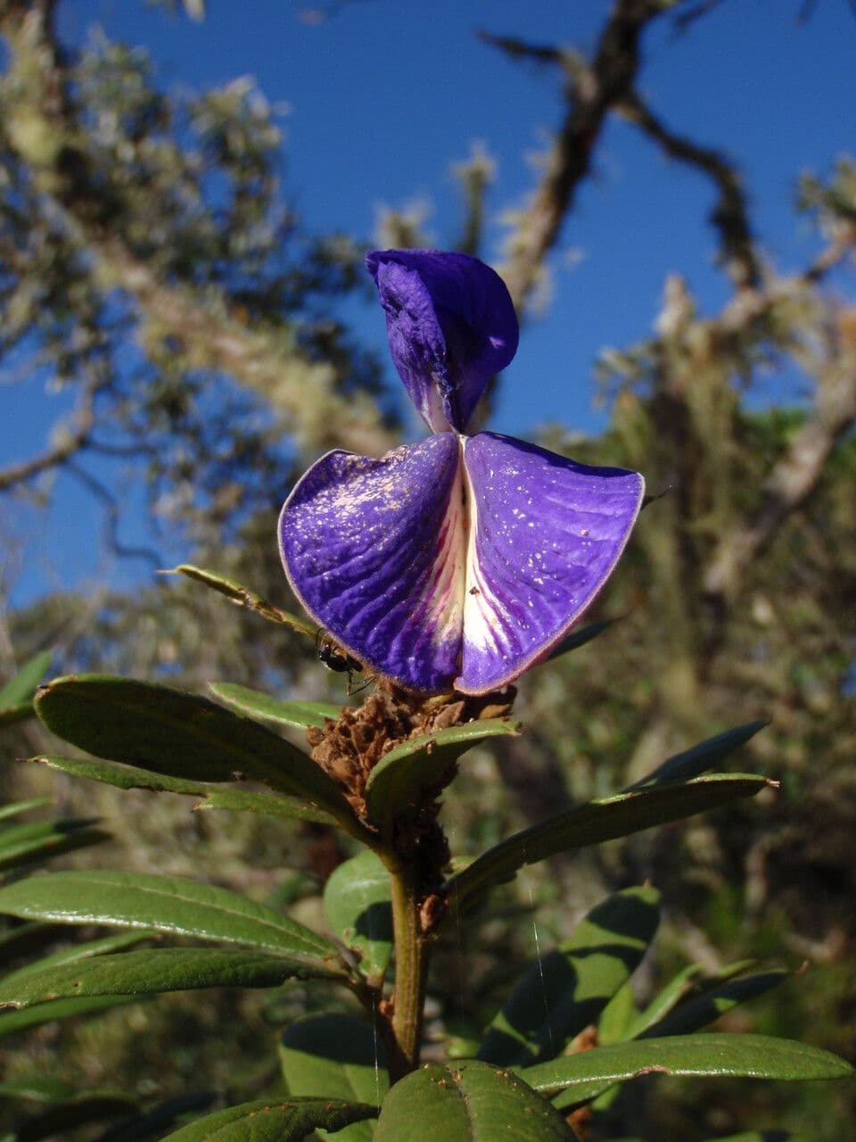 Periandra 3
