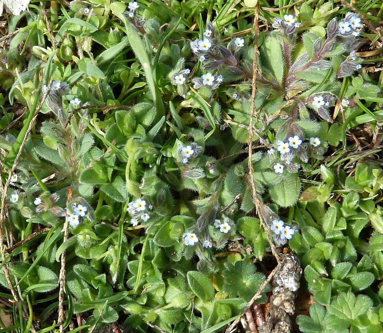 Miosotide piccola 5