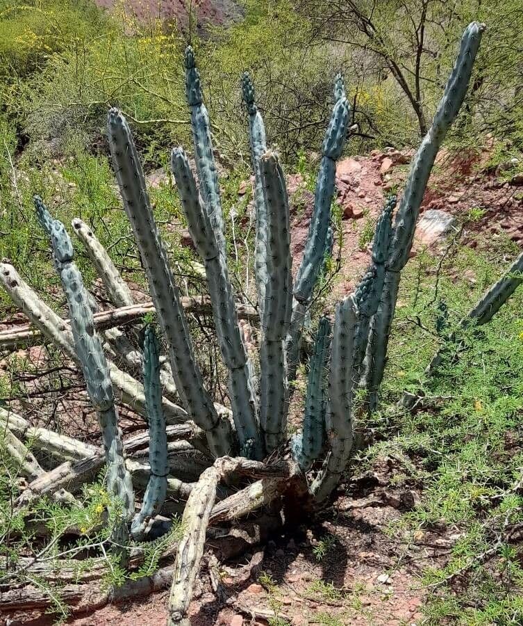 Cereus 5