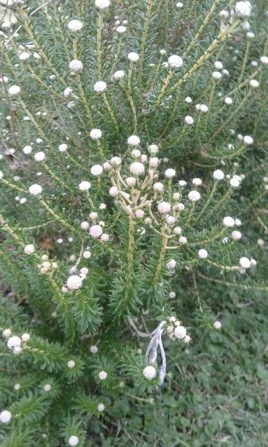 Phylica ericoides 12