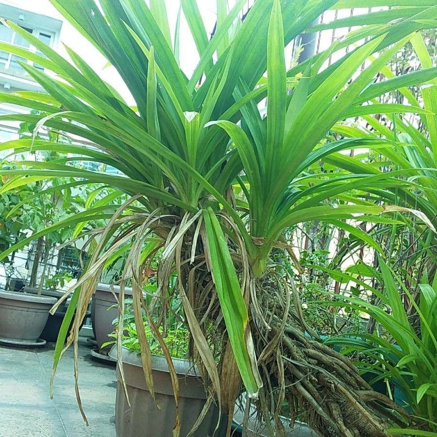 Pandan 8