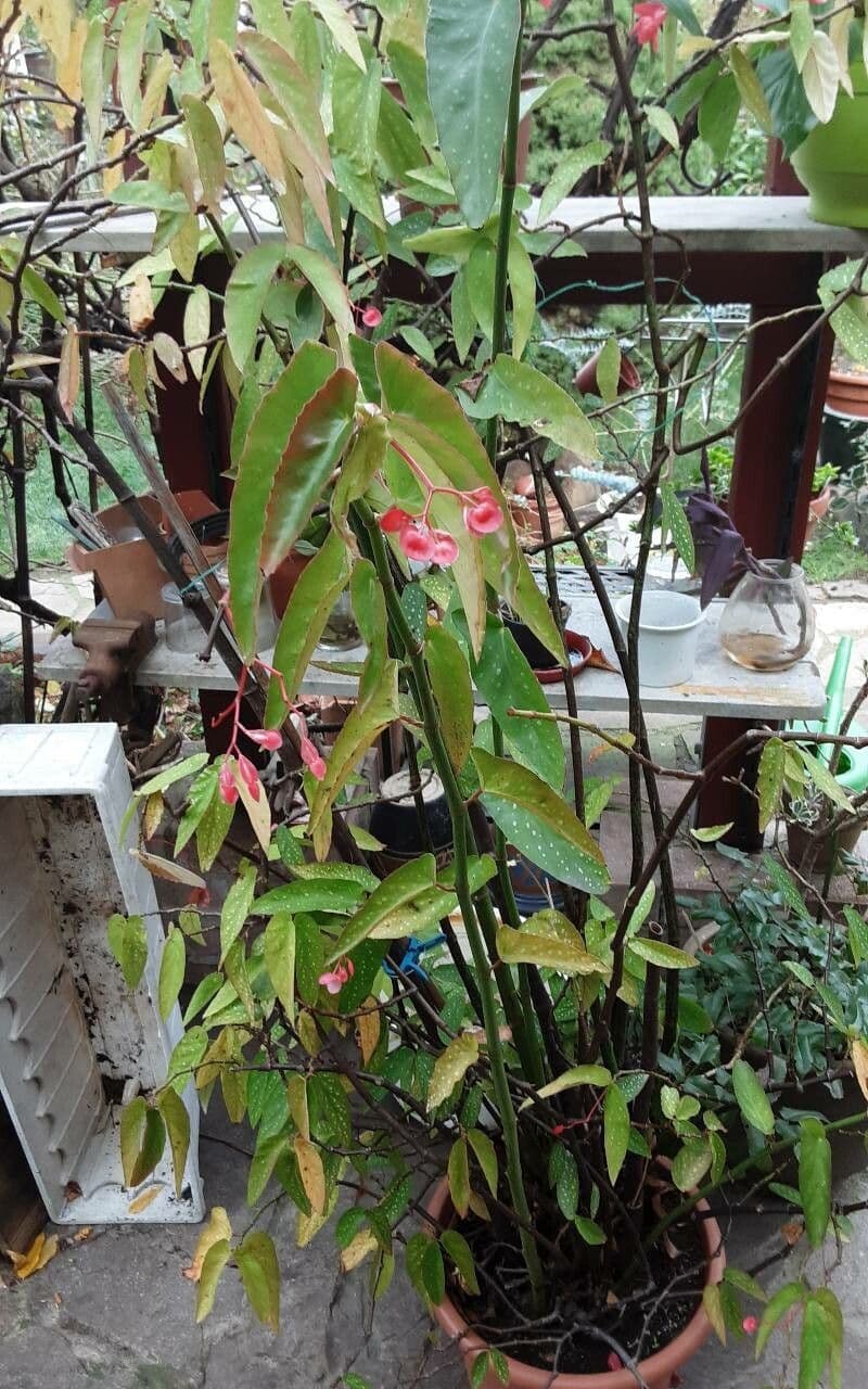 Begonia 17
