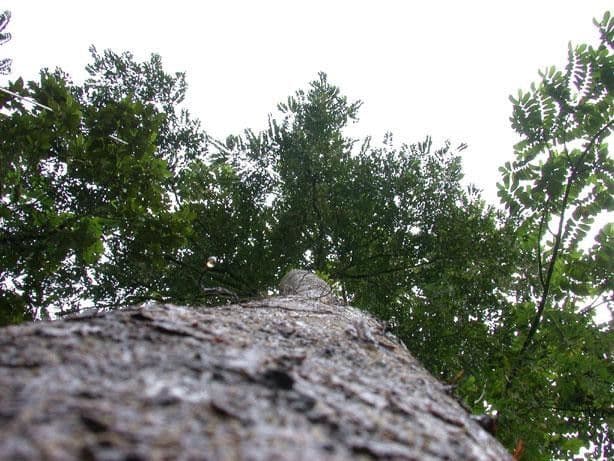 Casearia corymbosa 13