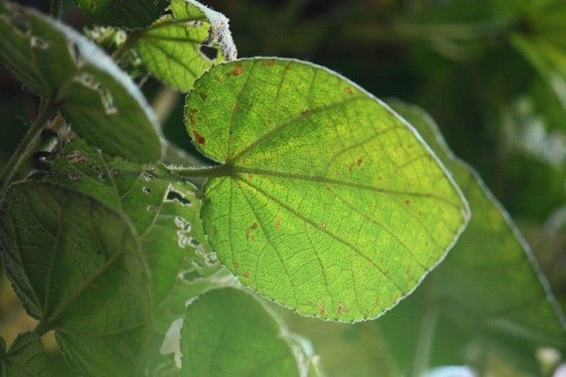 Feigenblättrige Dombeya 13
