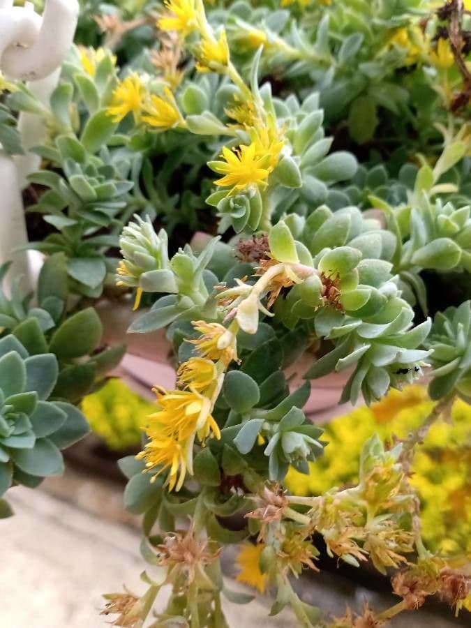 Sedum 2