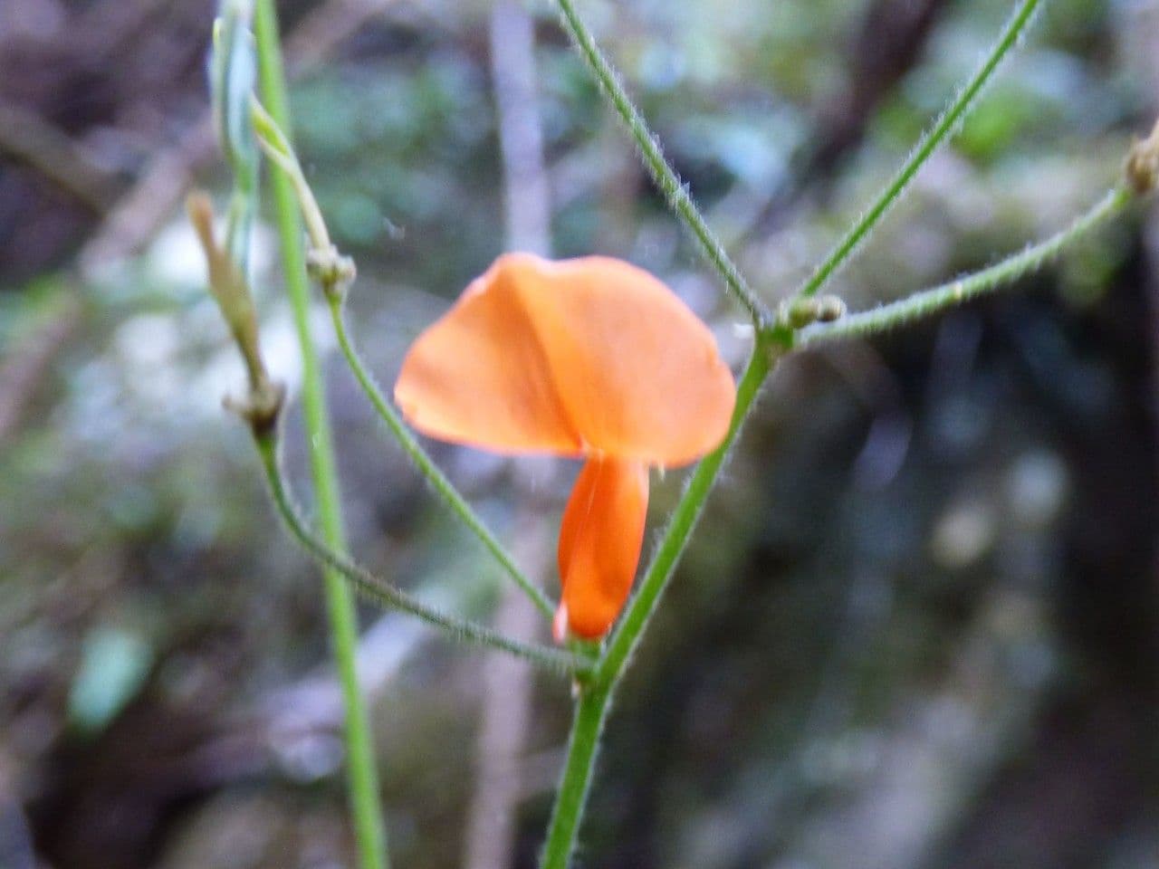 Hylodesmum 6