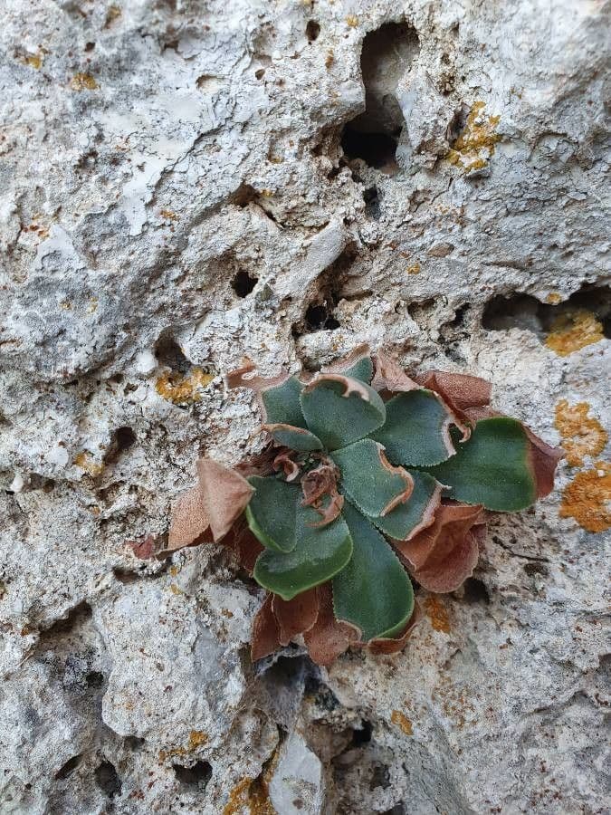 Rosularia 2