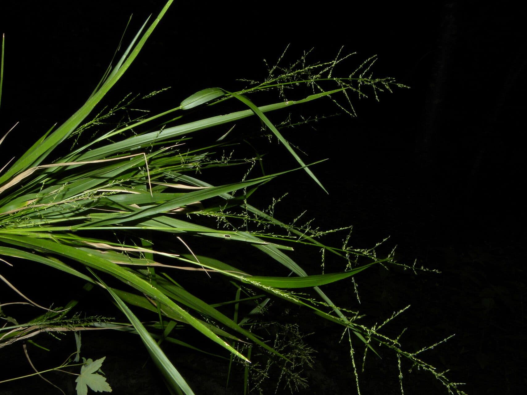 Panicum 2
