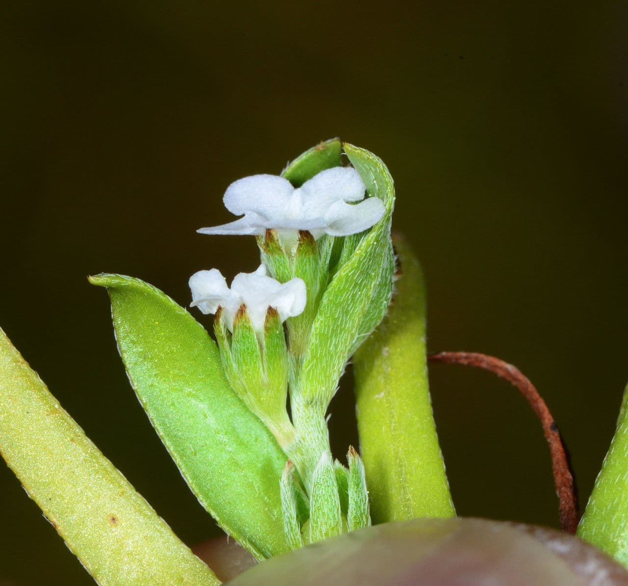 Plagiobothrys bratteato 8