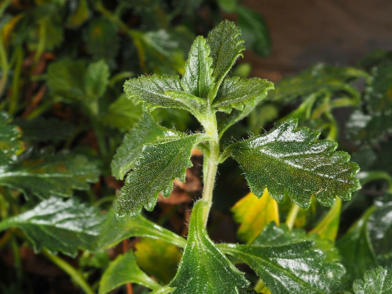 Teucrium 6