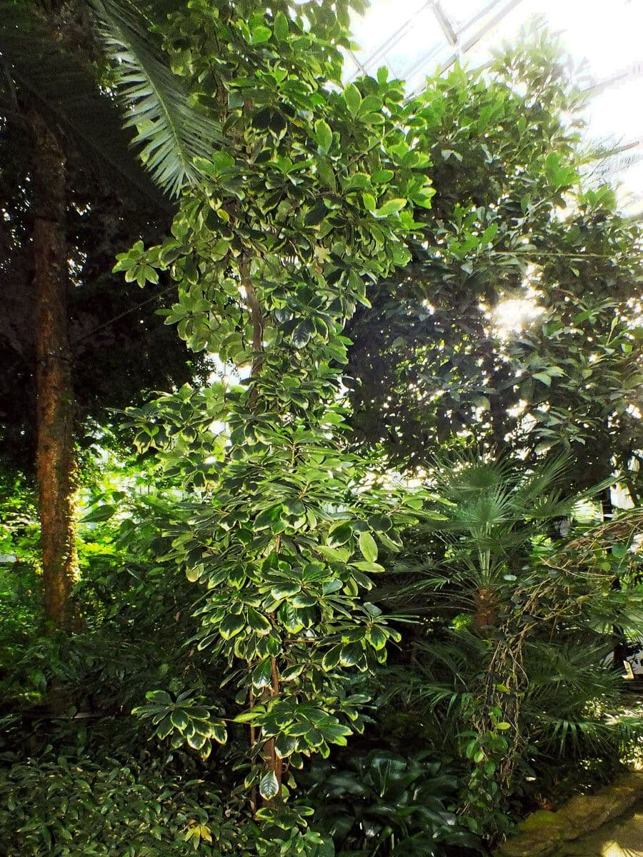 Karapofrucht 11
